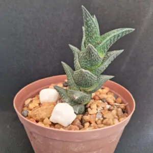 Haworthia Nigra