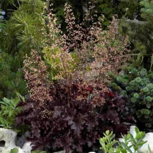heuchera micrantha melting fire for sale online couriered South Africa