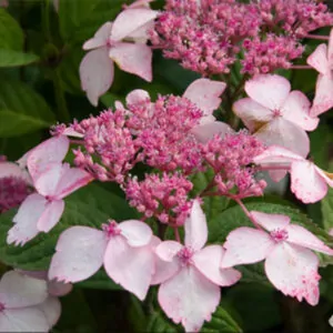 Hydrangea serrata grayswood for sale online South Africa