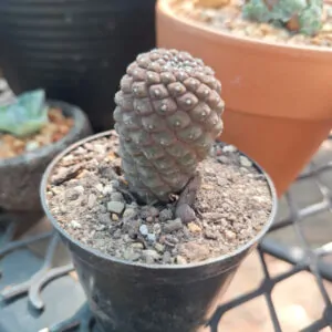 Copiapoa Hypogaea cv. Lizard Skin