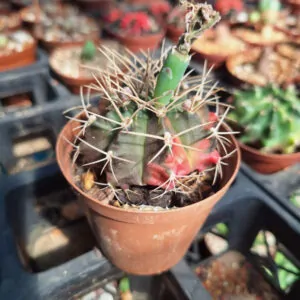 Gymnocalycium Mihanovichi Variegata