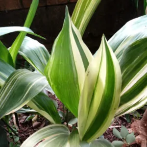 Aspidistra sichuanensis 'Rawhide' Varigated cast iron plant South Africa