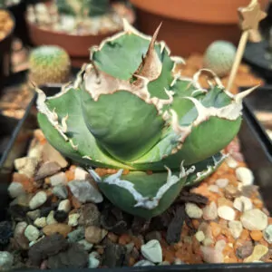 Agave Titanota Small Compacta