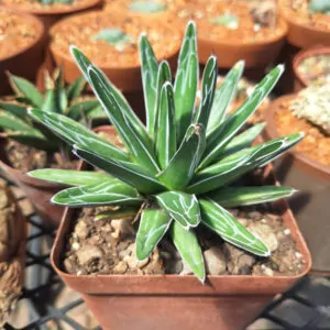 Queen victoria agave