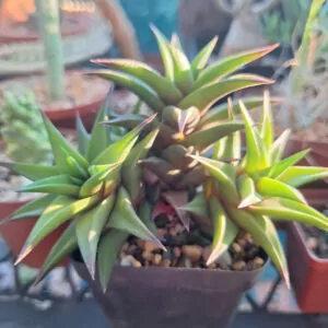 Haworthia Viscosa Hybrid