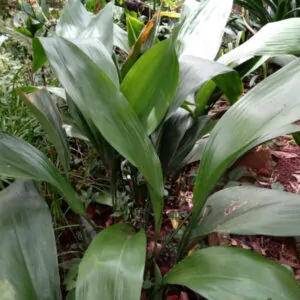 Aspidistra sichuanensis 'Rawhide' Varigated cast iron plant. South Africa