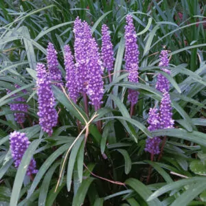 Big blue liriope plant South Africa couriered nationwide