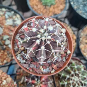 Gymnocalycium friedrichii variegated