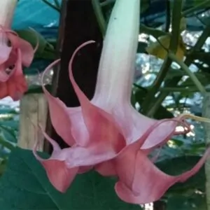 Strawberries & Cream Brugmansia Angel, South Africa, double light pink flowers