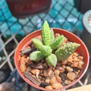 Adromiscus Marianiae herrei