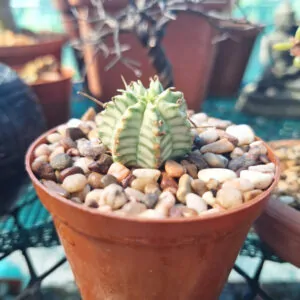 Euphorbia Pulvinata