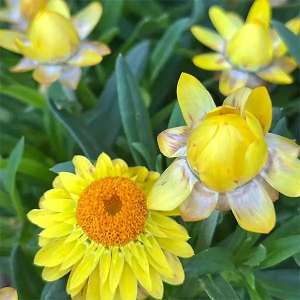 Bracteantha 'Mohave TM Yellow for sale online South Africa