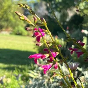 Salvia hot pink, shocking pink flowers, for sale, couriered nationwide, South Africa.