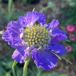 Scabious fama deep blue pincushion flower, for sale online in South Africa, couriered nationwide.