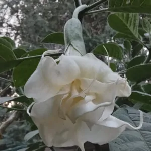 Brugmansia Moon Flower Angel Ma-Marie South Africa