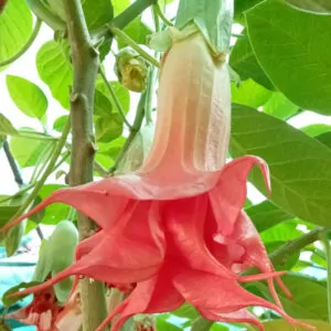 Moon Flower Angel Pink Imperfection