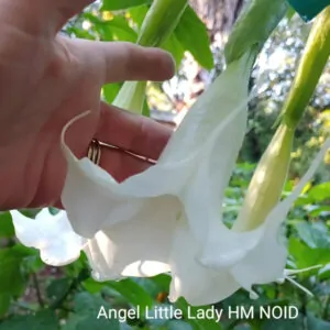 Brugmansia Moonflower Angel Little Lady
