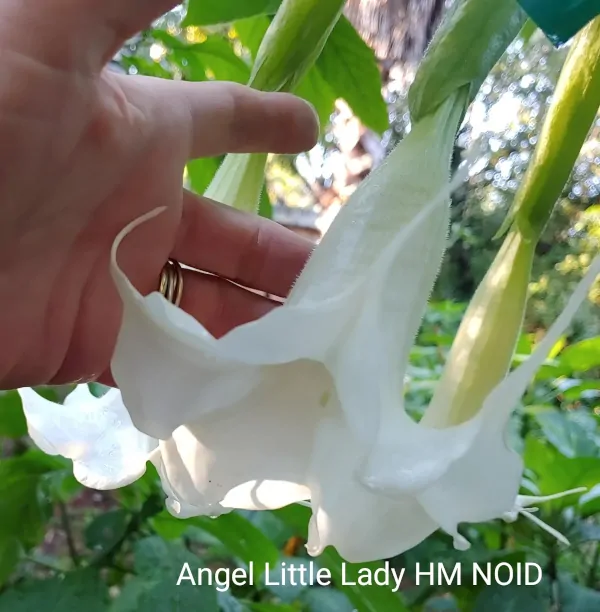 Brugmansia Moonflower Angel Little Lady