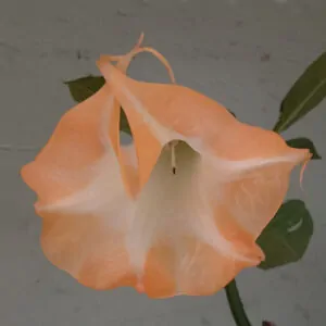 Brugmansia Moon flower Angel Orange. For sale online South Africa