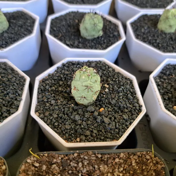 Ortegocactus macdougallii - Image 6