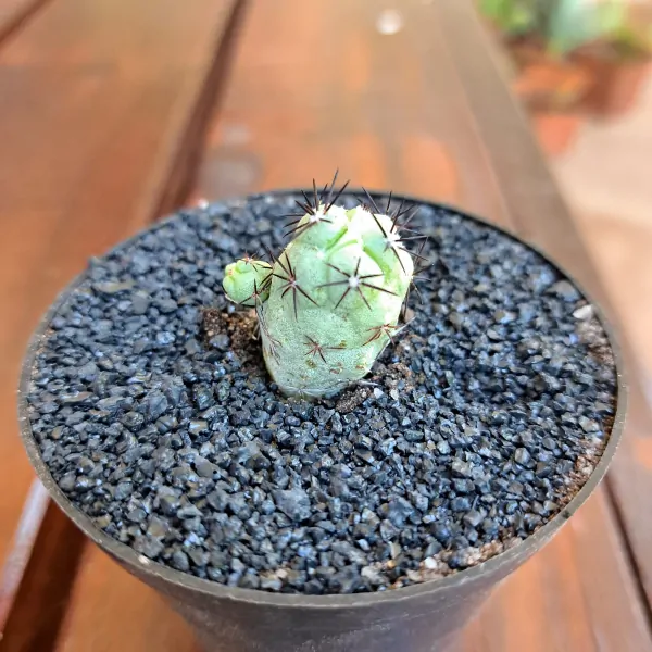 Ortegocactus macdougallii - Image 5