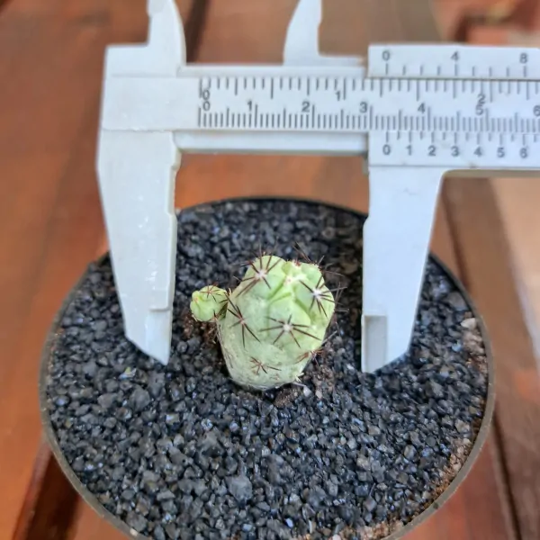 Ortegocactus macdougallii - Image 3
