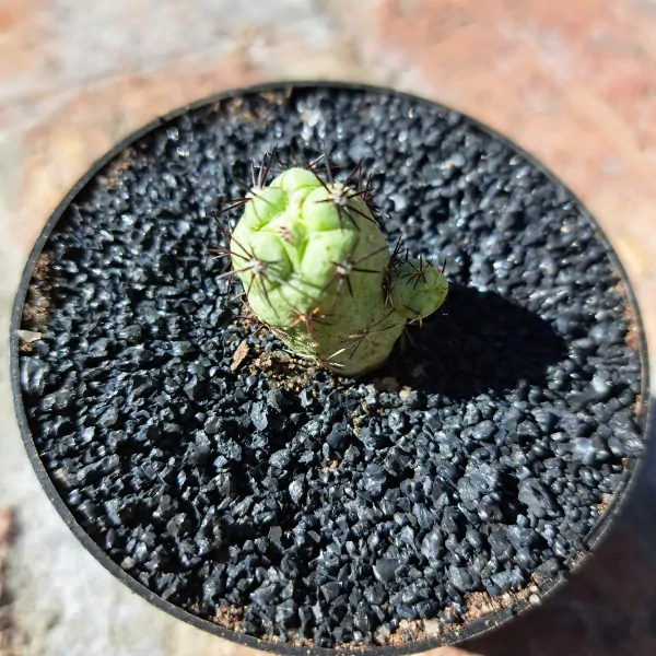 Ortegocactus macdougallii - Image 2
