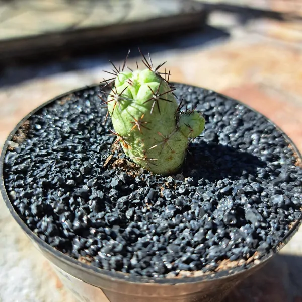 Ortegocactus macdougallii
