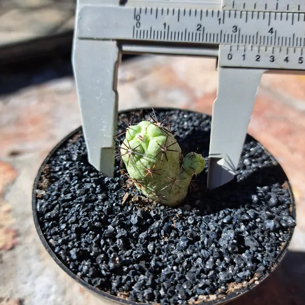 Ortegocactus macdougallii - Image 4