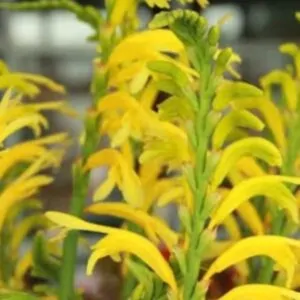 Chasmanthe yellow South Africa