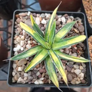 Agave Victoriae Reginae "Sun King"
