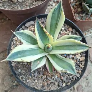 Agave Titanota Snuggle Tooth