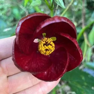 Red abutilon for sale online South Africa, horti.co.za Couriered nationwide.