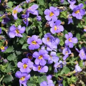 Bacopa megacopa blue. Couriered nationwide, South Africa
