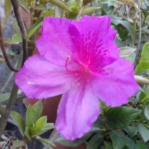 Azalea Magenta
