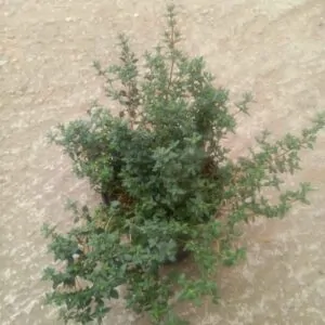 Common Thyme plant for sale in South Africa