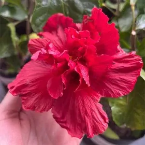Hibiscus Charles Dixon, double deep red flowers, for sale in South Africa, couriered nationwide