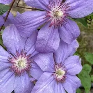 Glynderek Clematis plant for sale South Africa, couriered nationwide