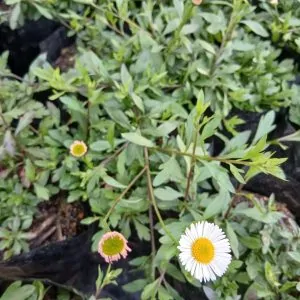 Erigeron karvinskianus for sale South Africa