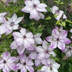 Fond Memories Clematis plant for sale online South Africa