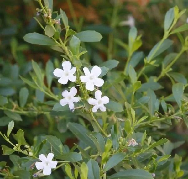 Freylinia white, for sale online South Africa
