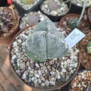 Astrophytum Myriostigma Tricostatum