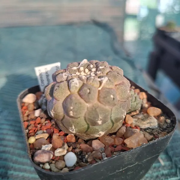 Copiapoa Hypogaea