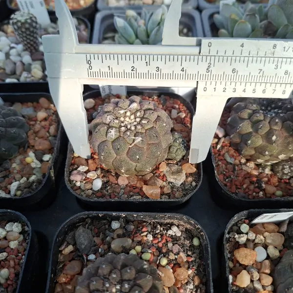 Copiapoa Hypogaea - Image 3