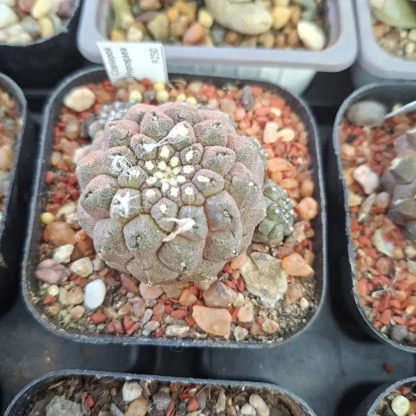 Copiapoa Hypogaea - Image 2