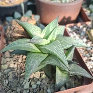 Haworthia Tessellata