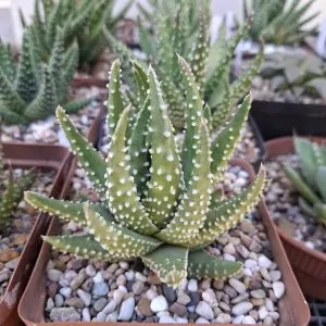 Tulista Pumila Large