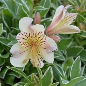 Alstromeria variegated Colorita Fabiana plant for sale South Africa