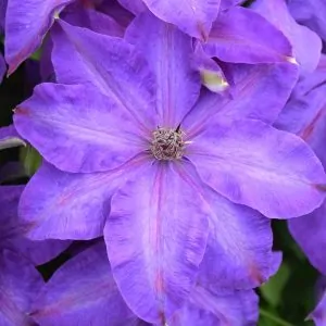 Clematis Elsa Spath plant for sale South Africa, couriered nationwide.