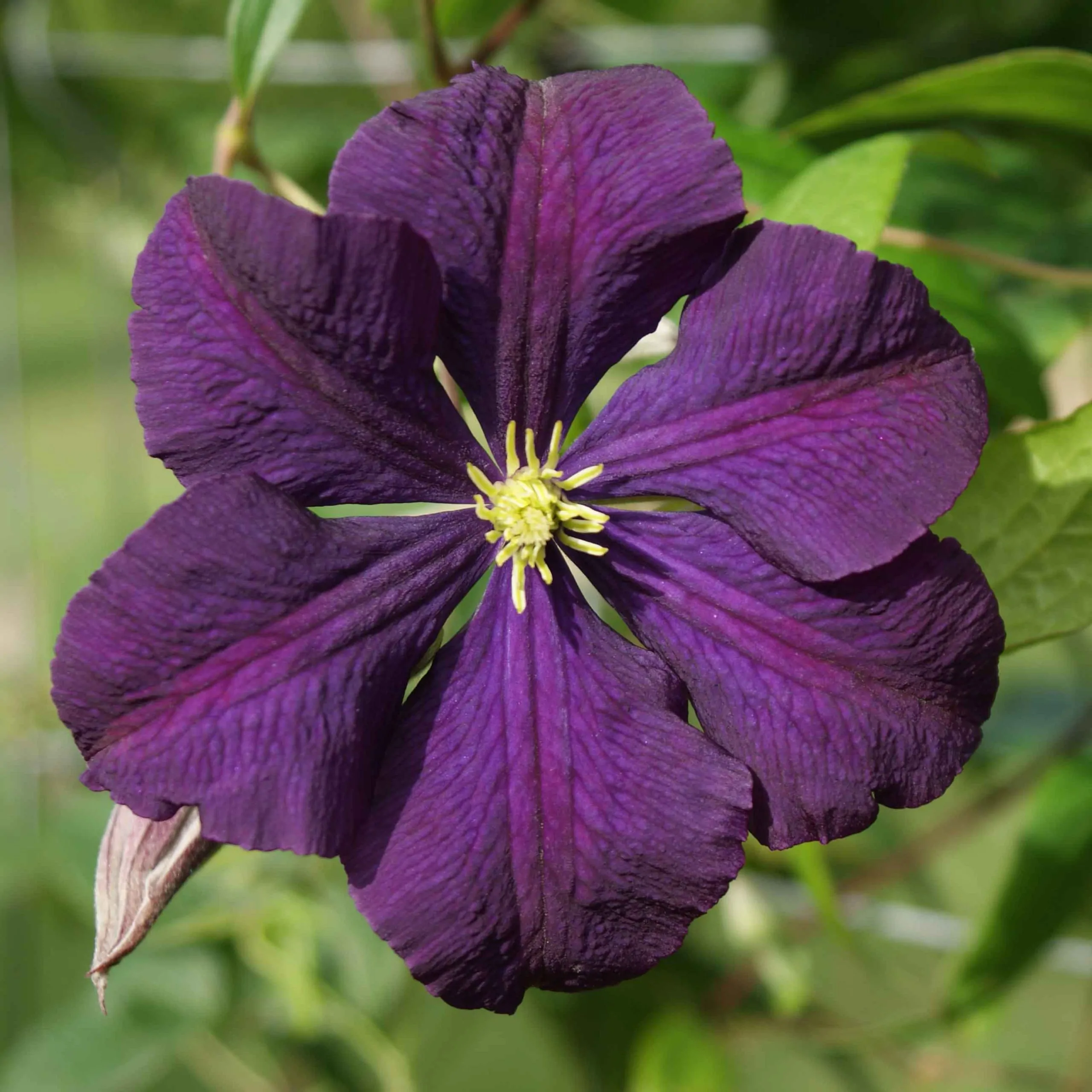 Etoile Violette Clematis plant for sale South Africa